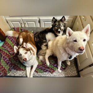 ❤️🐾 Amy & The Husketeers!  🐾❤️